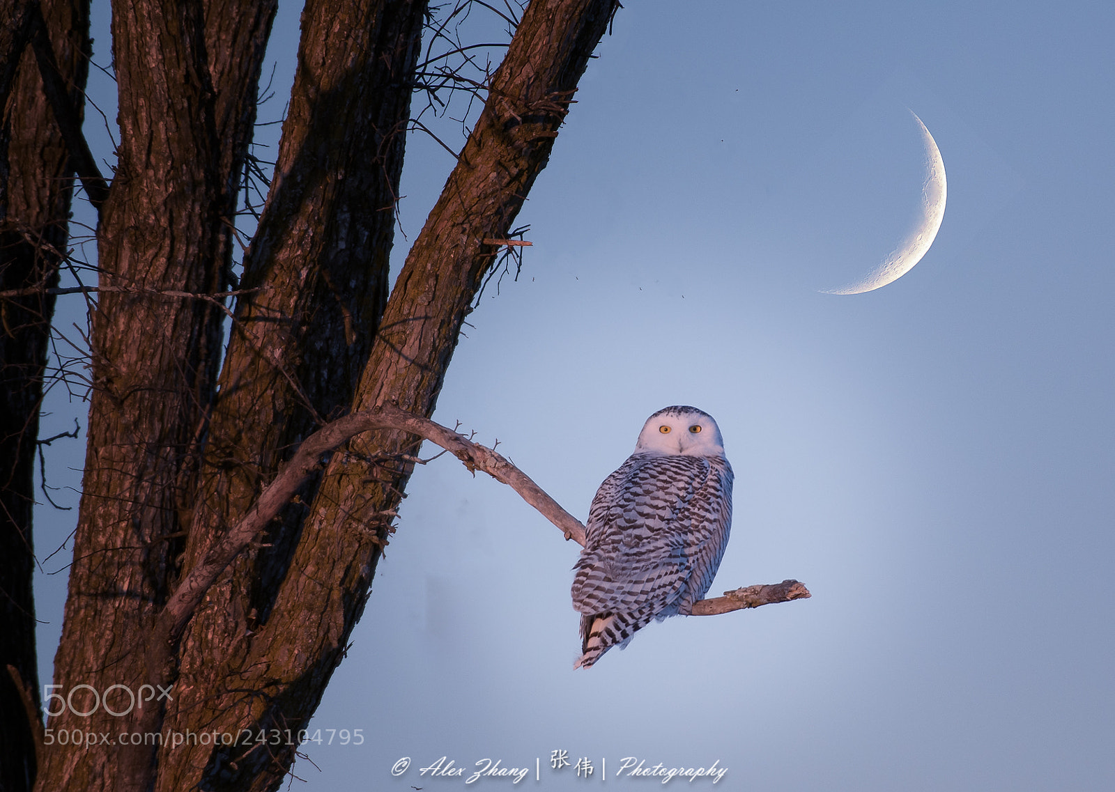 Nikon D500 sample photo. Snowy owl photography