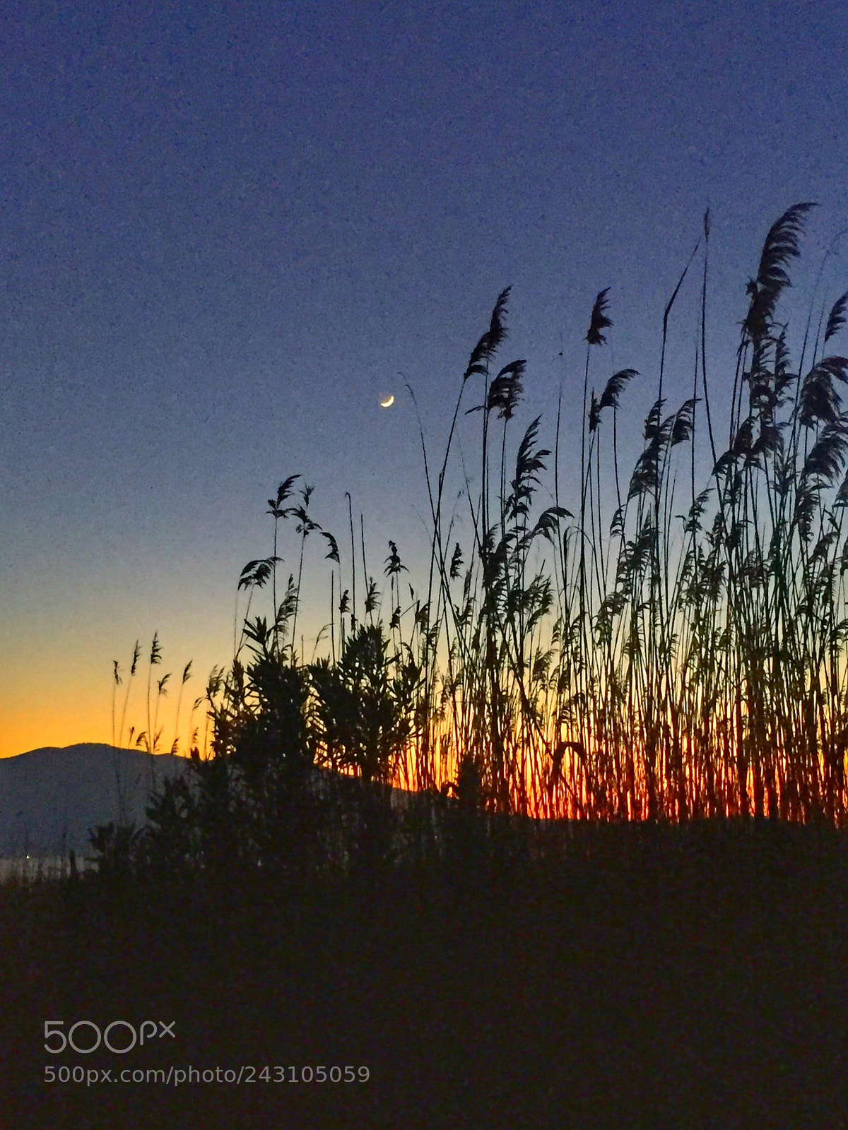 Apple iPhone 6 sample photo. Untitled photography
