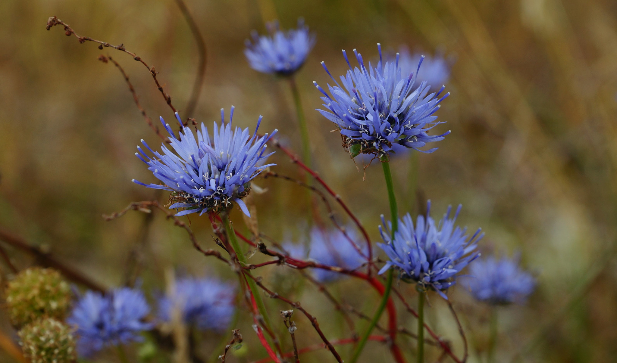 Sony SLT-A77 + Sony DT 16-50mm F2.8 SSM sample photo. Chabry photography