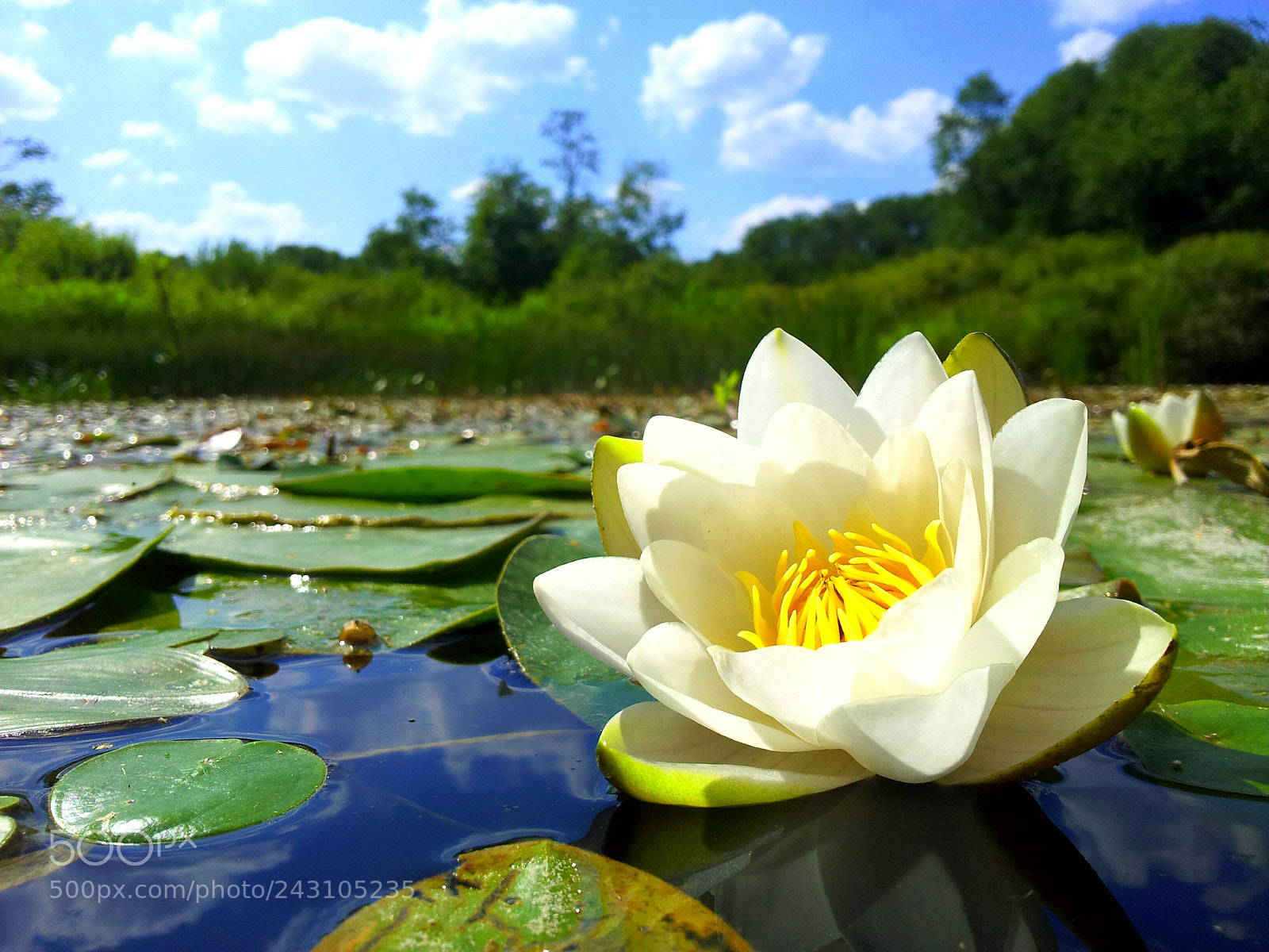 Samsung Galaxy S2 sample photo. Water lily photography