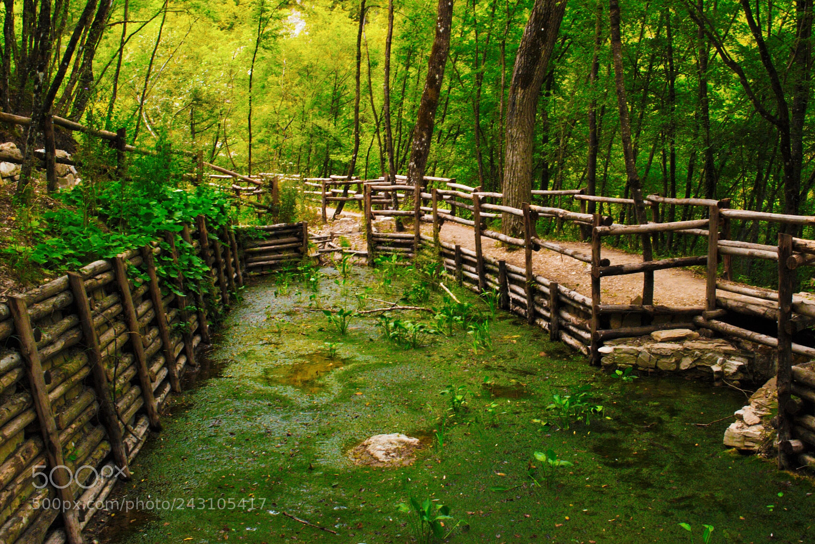 Nikon D3000 sample photo. Green photography