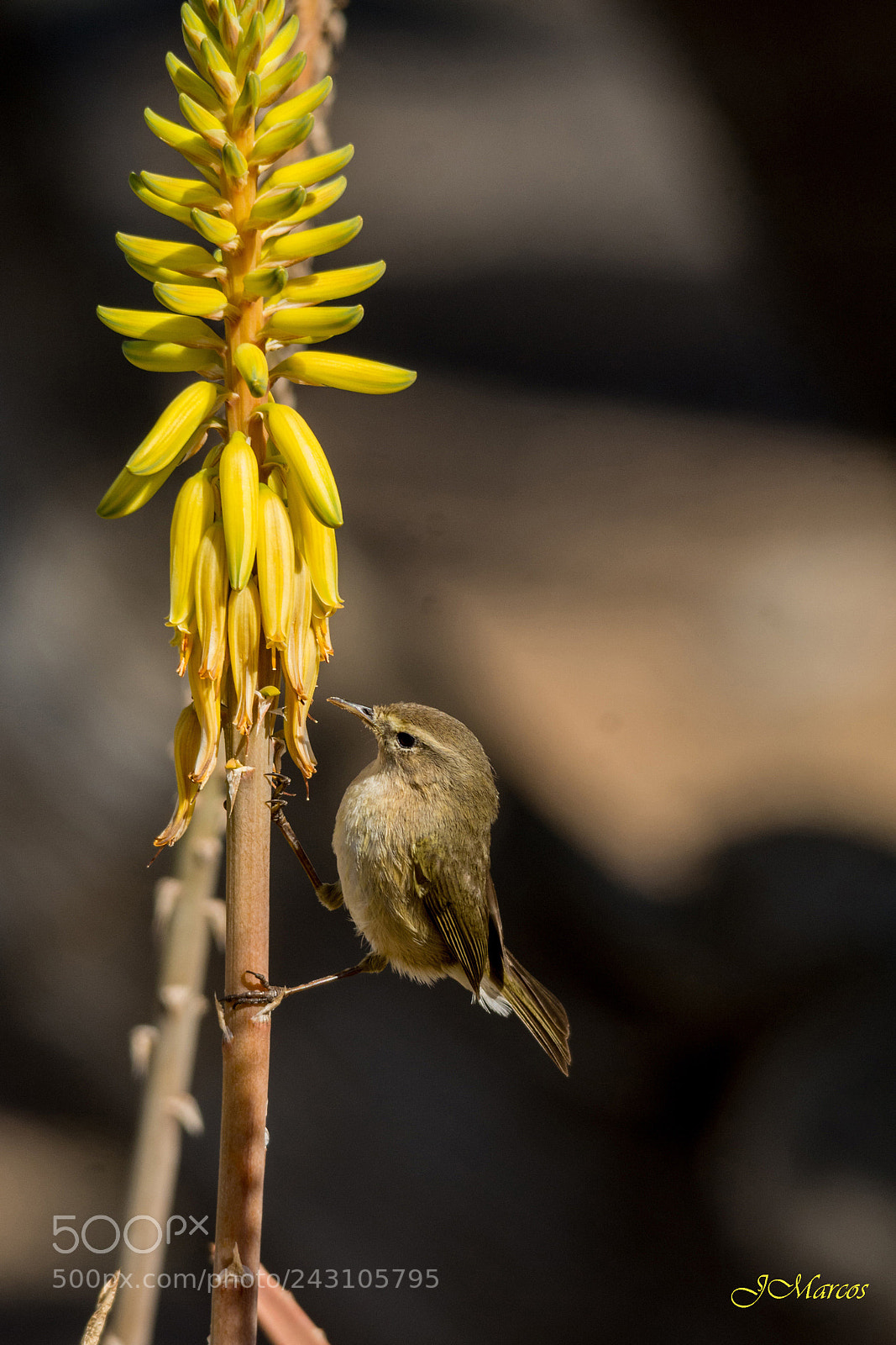 Nikon D7100 sample photo. Canary islands chiffchaff photography