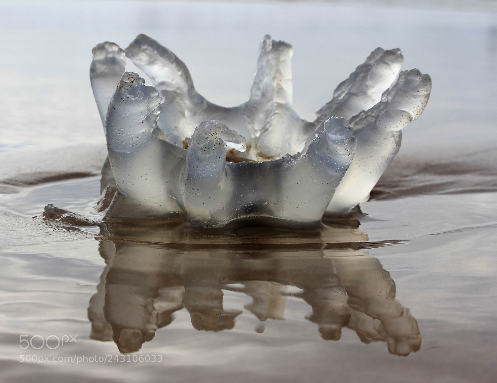 Canon EOS 550D (EOS Rebel T2i / EOS Kiss X4) sample photo. The beauty on water photography