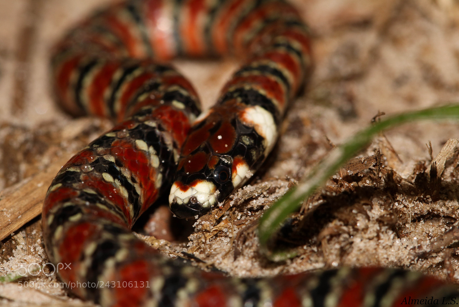 Canon EOS 750D (EOS Rebel T6i / EOS Kiss X8i) sample photo. Water snake photography