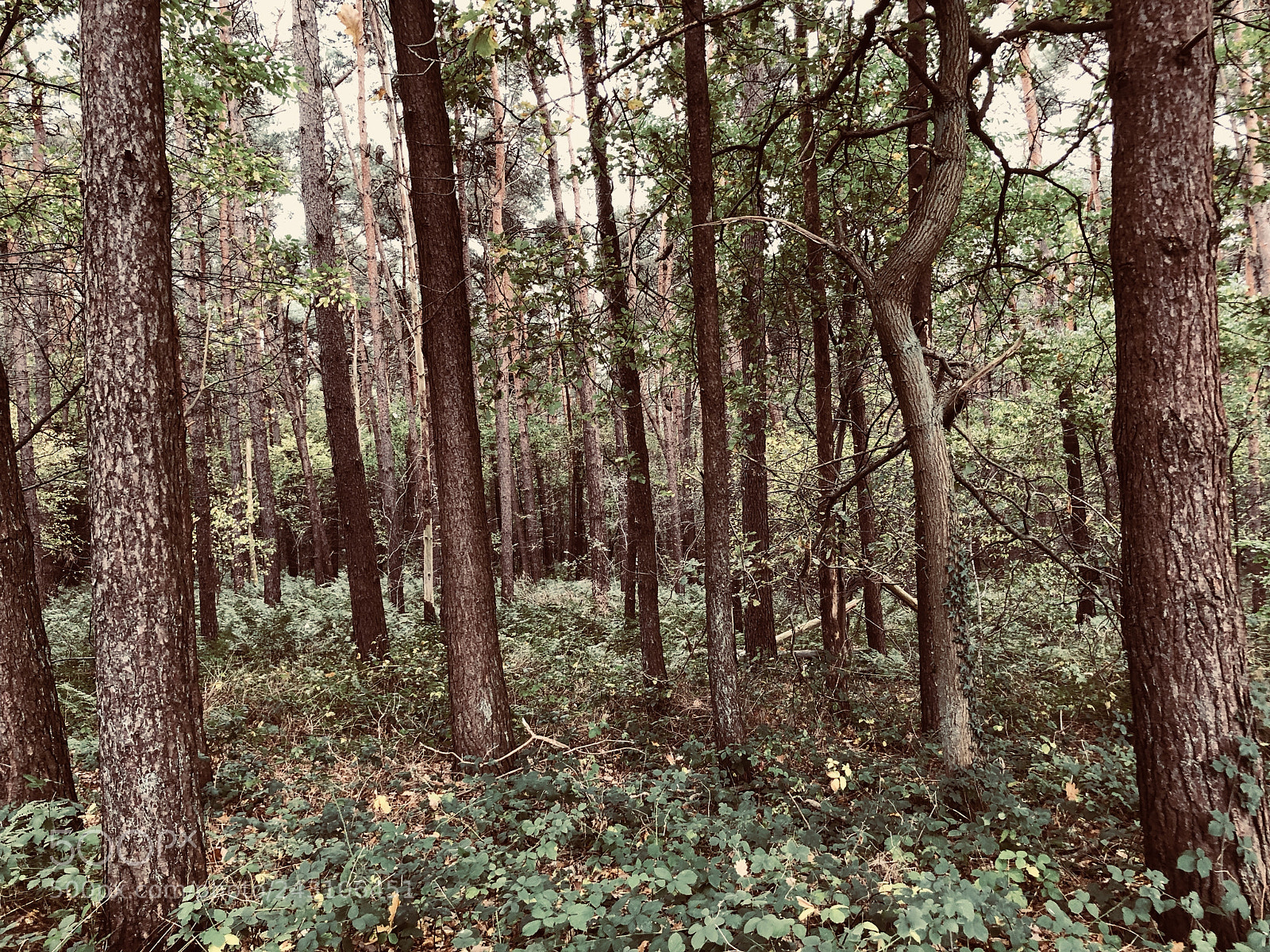 Apple iPhone 8 Plus sample photo. Nice grown forrest. photography