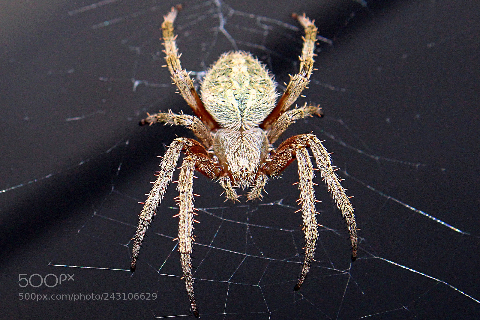 Canon EOS 1300D (EOS Rebel T6 / EOS Kiss X80) sample photo. Spider photography