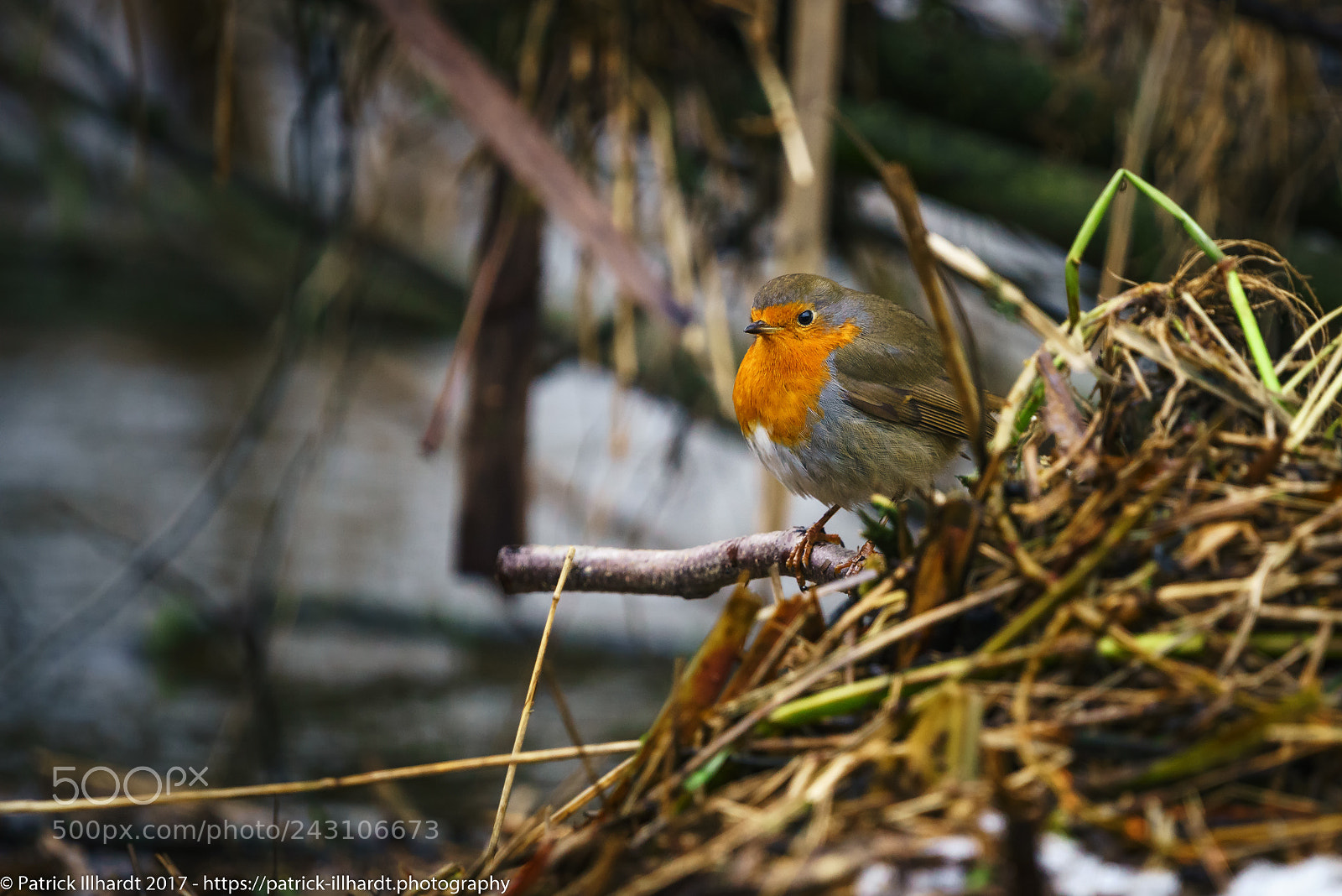 Sony a7R sample photo. Erithacus rubecula photography