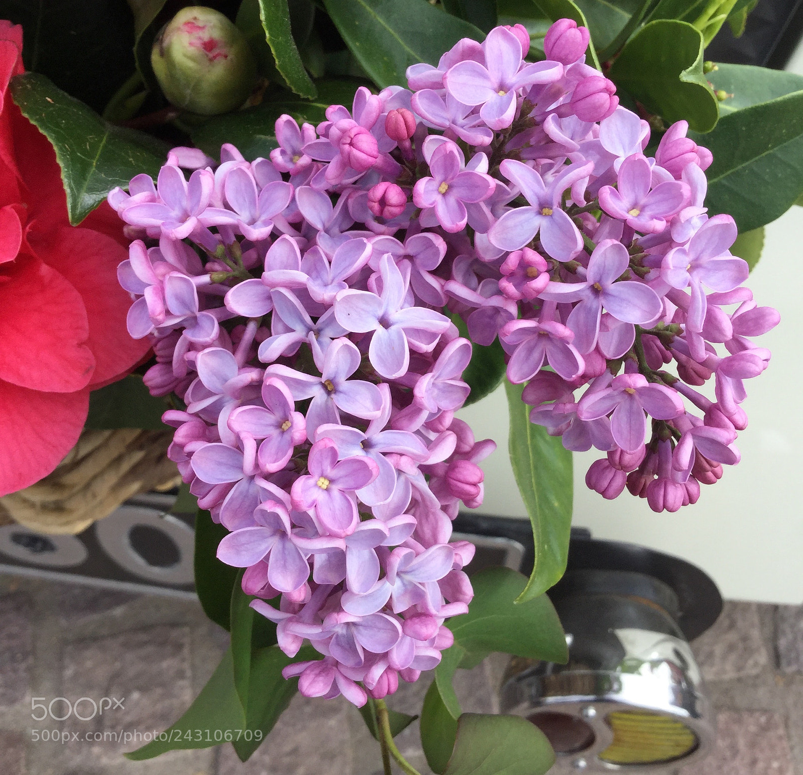 Apple iPod touch sample photo. Lovely lilac photography