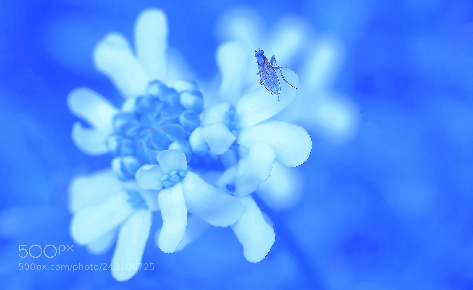 Olympus OM-D E-M5 sample photo. In symbiosis... photography