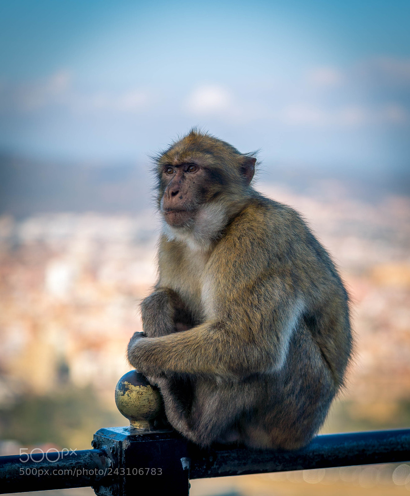 Sony a7S II sample photo. Ape photography