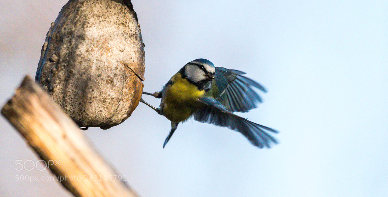 Nikon D5500 sample photo. Paridae photography