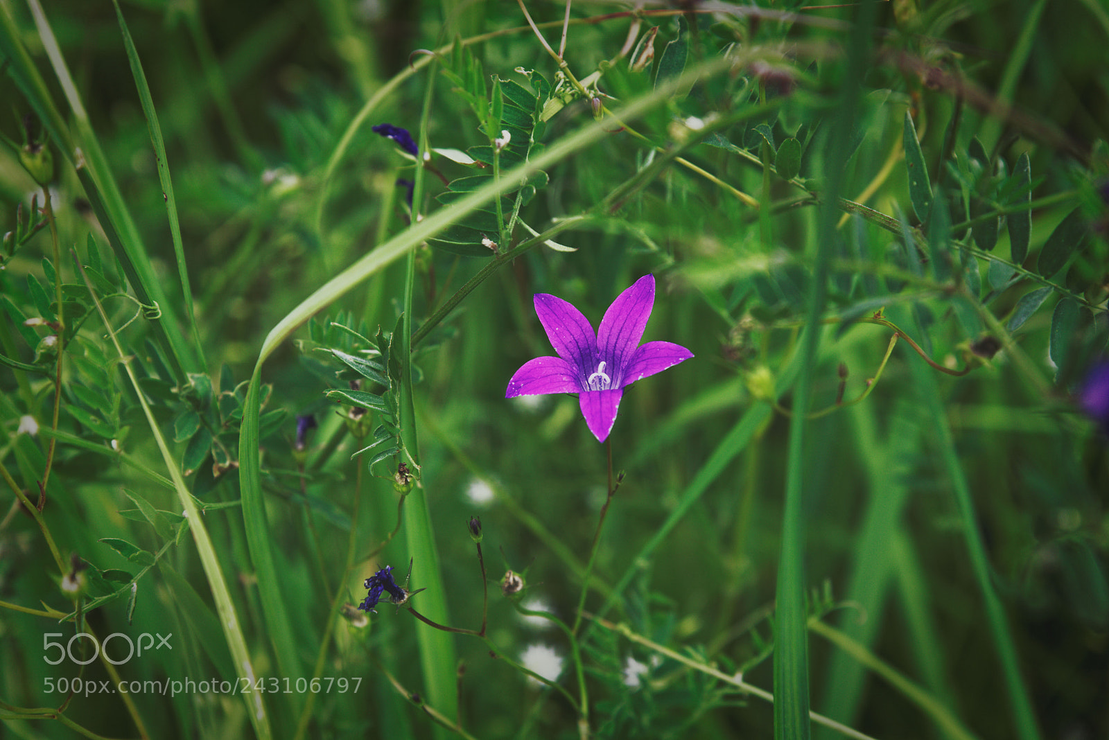 Nikon D800 sample photo. Little purple star photography
