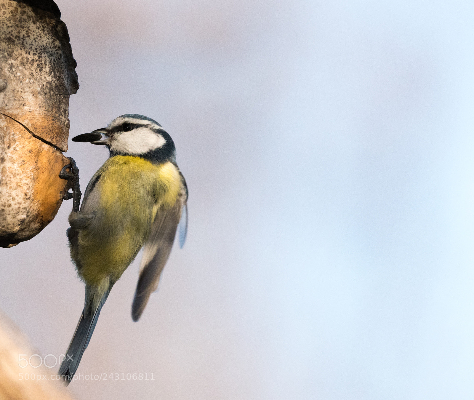 Nikon D5500 sample photo. Paridae photography