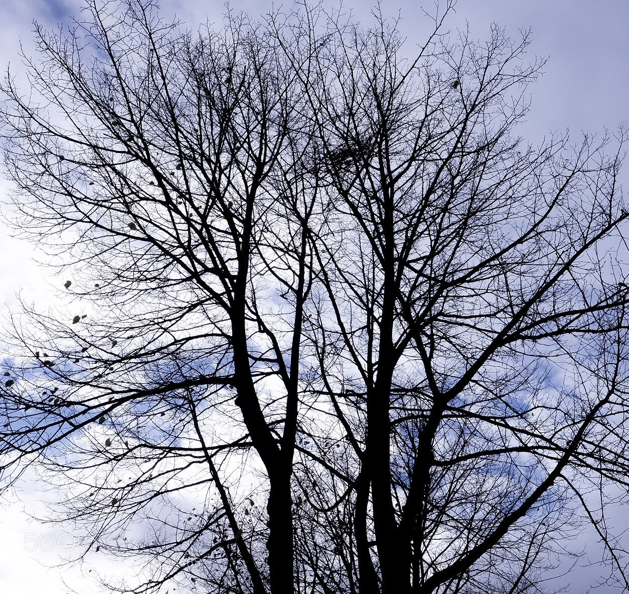 Fujifilm X-T10 sample photo. Leafless photography