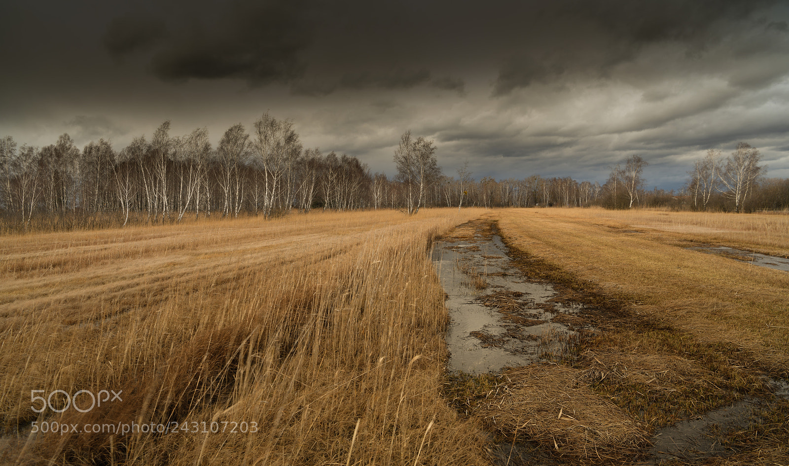 Nikon D850 sample photo. Naturschutzgebiet rheindelta photography