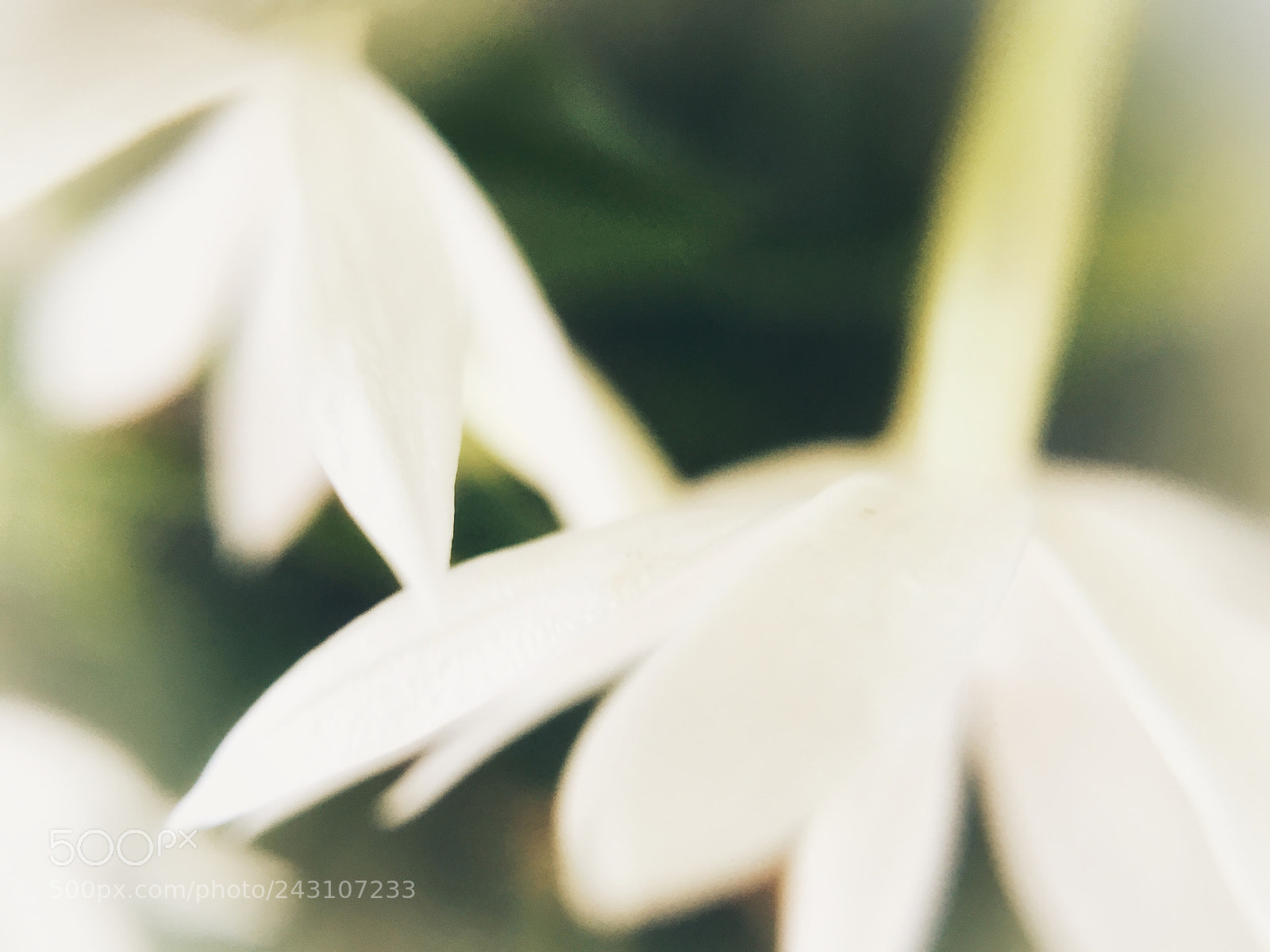 Apple iPhone 6s sample photo. Flower ghosts photography