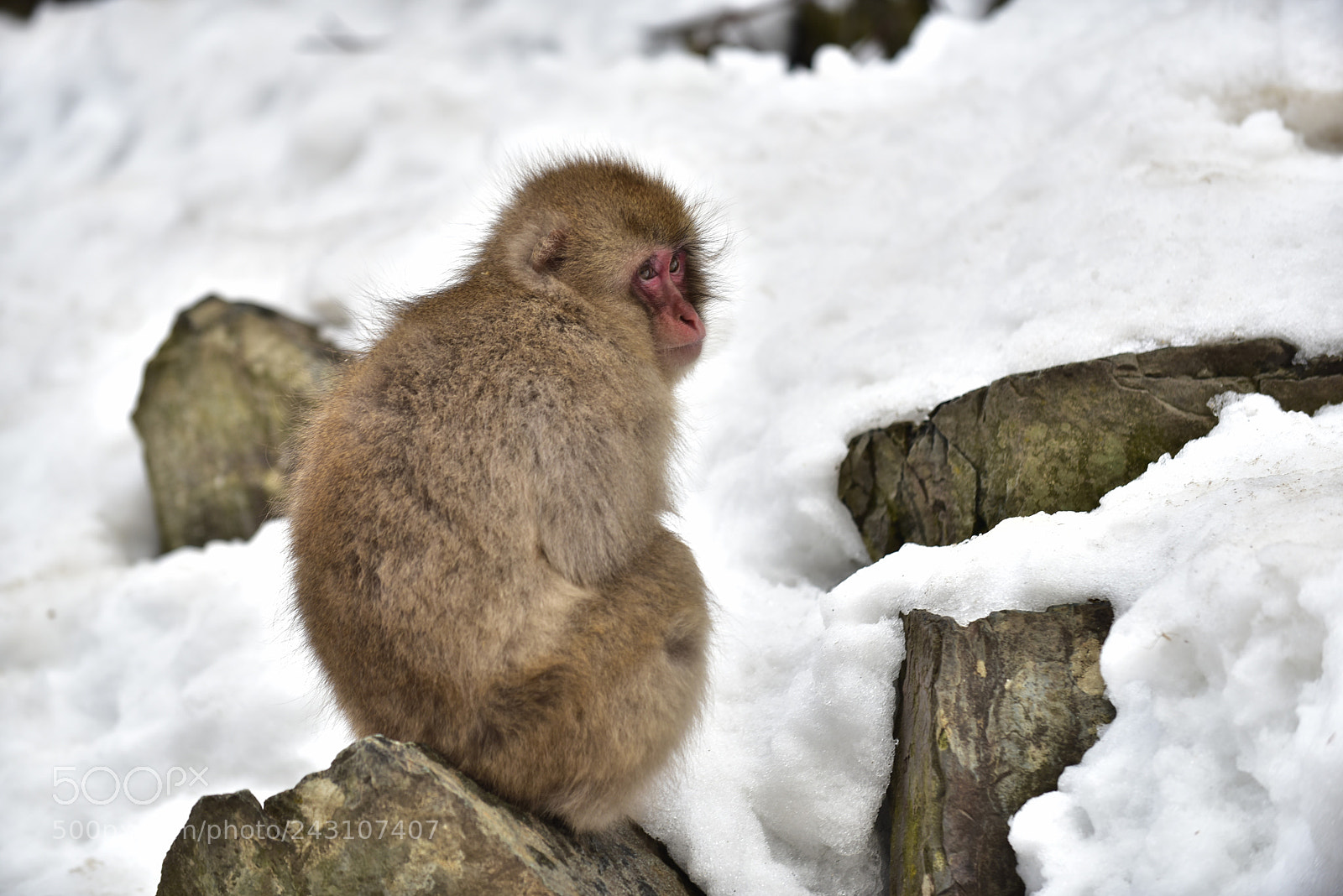 Nikon D810 sample photo. Snow monkeys near nagano photography
