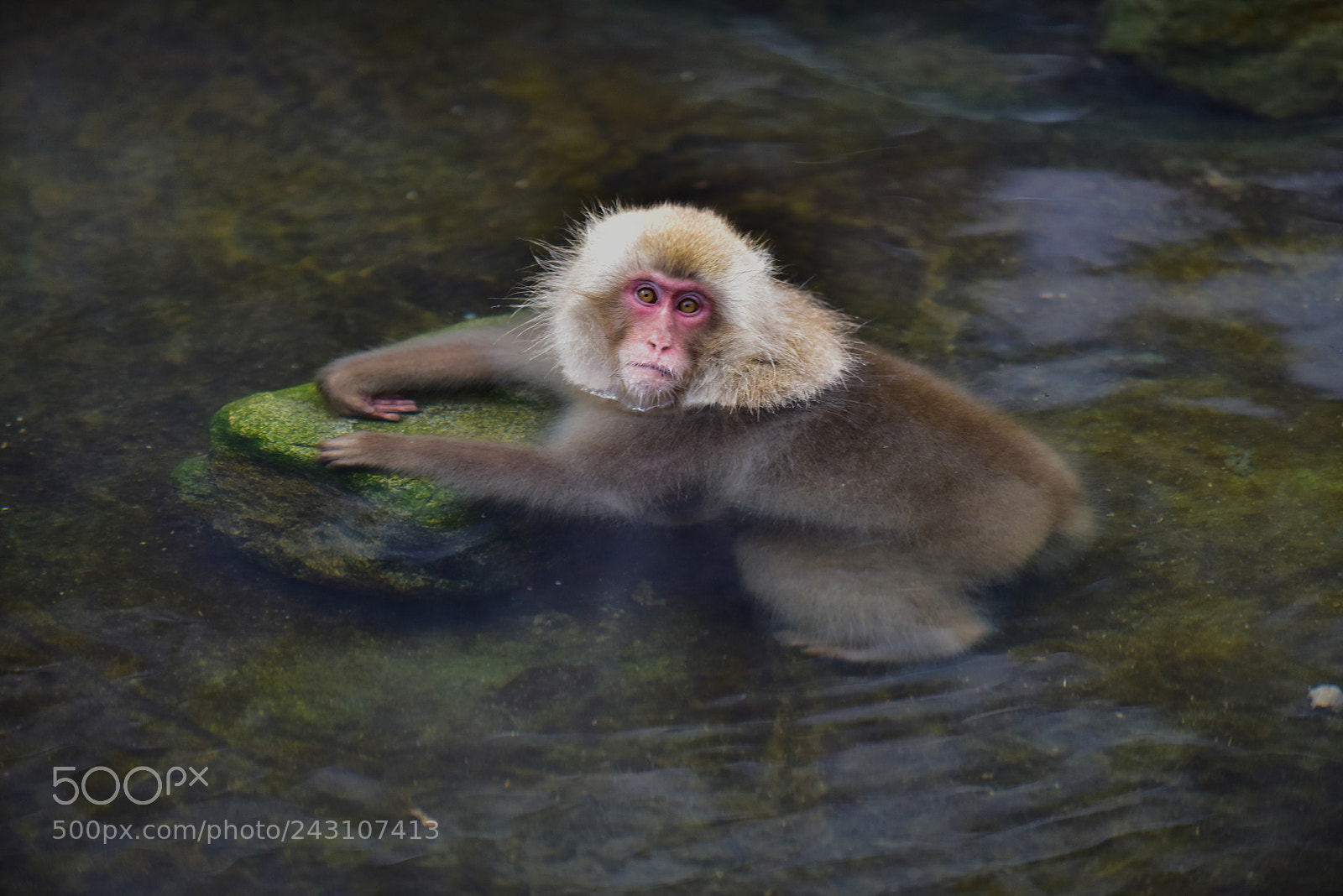 Nikon D810 sample photo. Snow monkeys near nagano photography