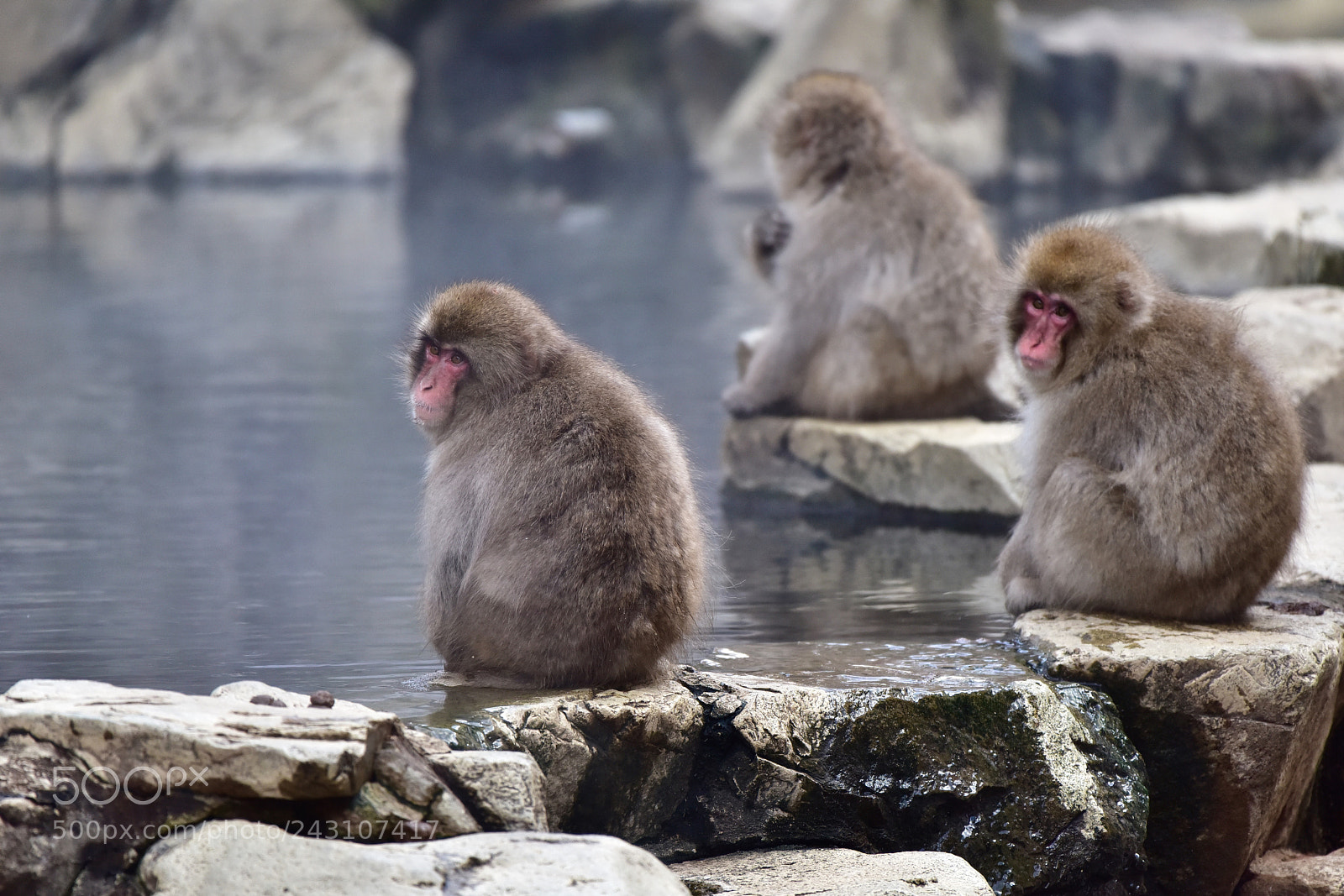 Nikon D810 sample photo. Snow monkeys near nagano photography
