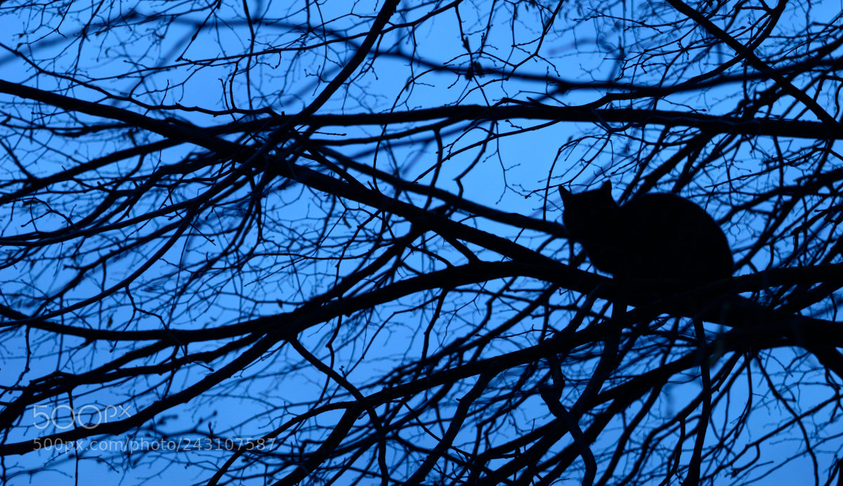 Nikon D3200 sample photo. Wathing you photography