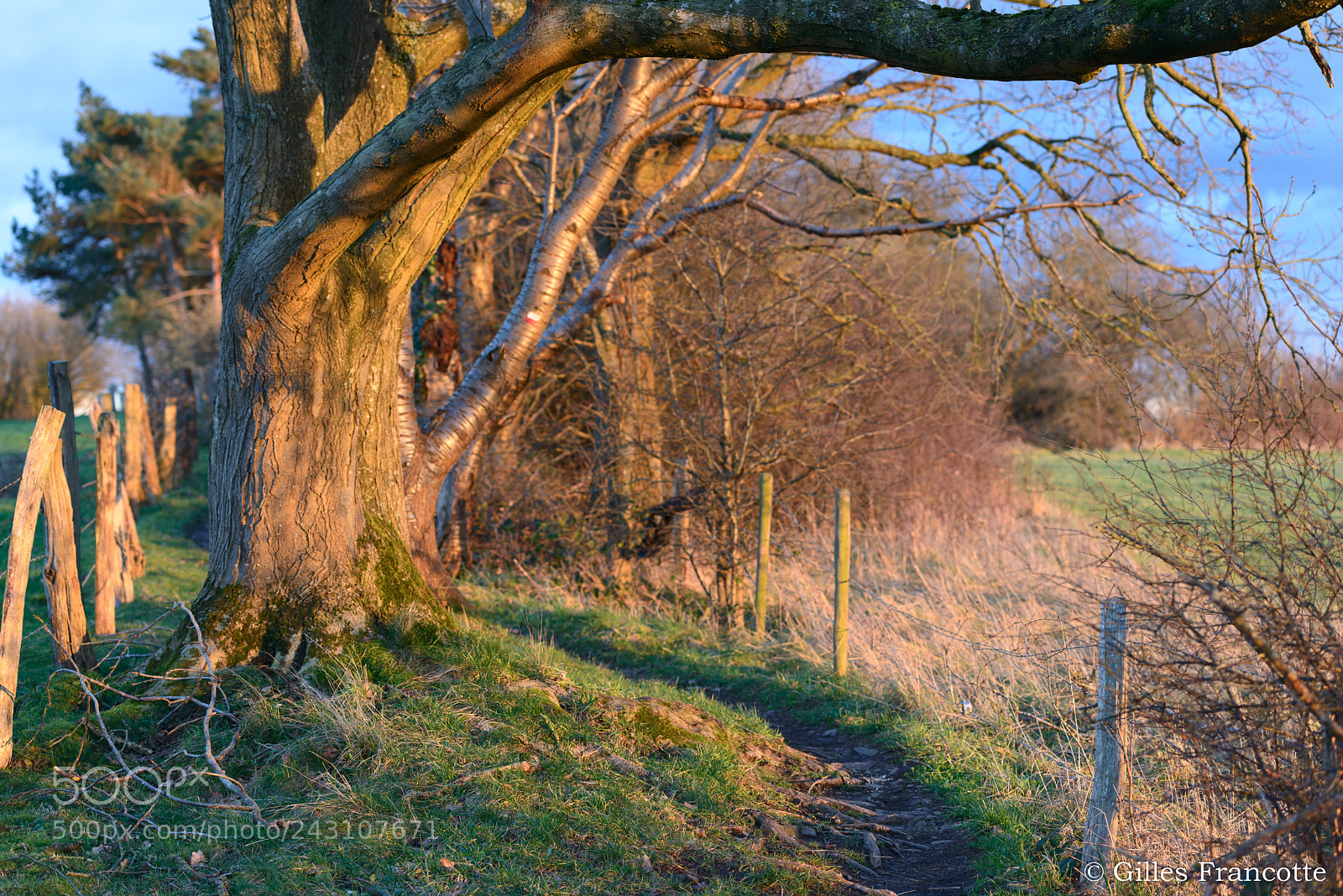 Nikon D800 sample photo. Golden hour photography
