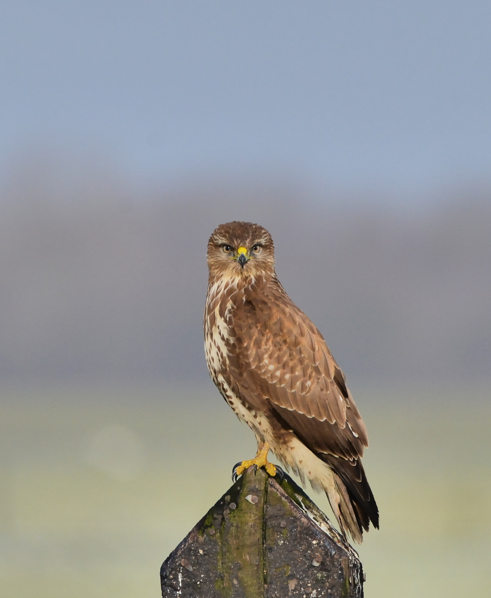 Nikon D600 + Nikon AF-S Nikkor 500mm F4G ED VR sample photo. Buizerd photography