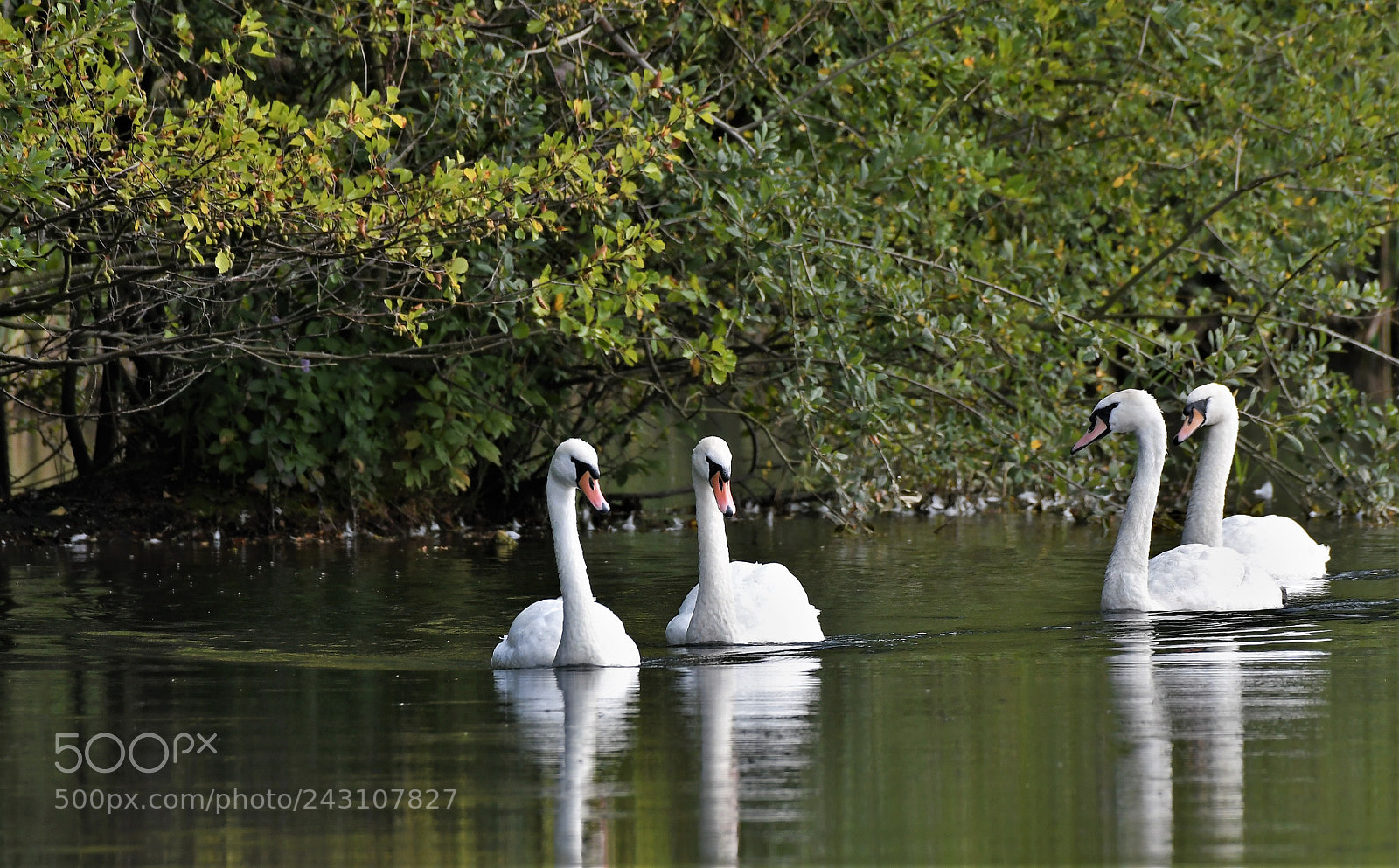 Nikon AF-S Nikkor 200-500mm F5.6E ED VR sample photo. Swans photography