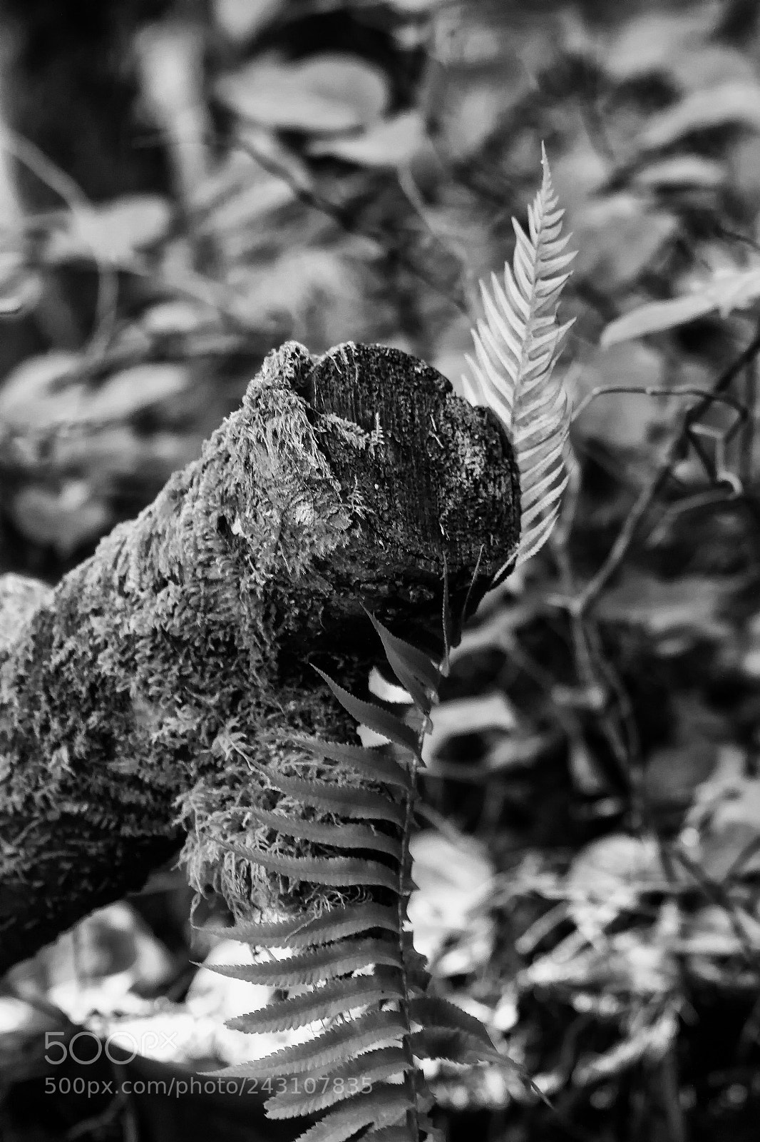 Canon EOS 50D sample photo. In the cradle of photography