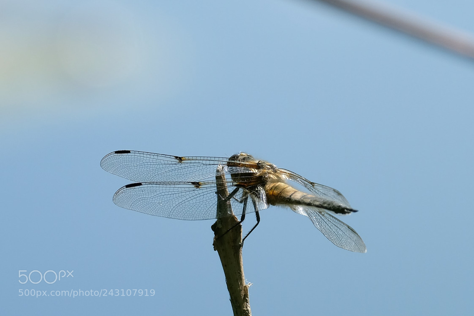 Fujifilm X-T2 sample photo. Dragonfly photography