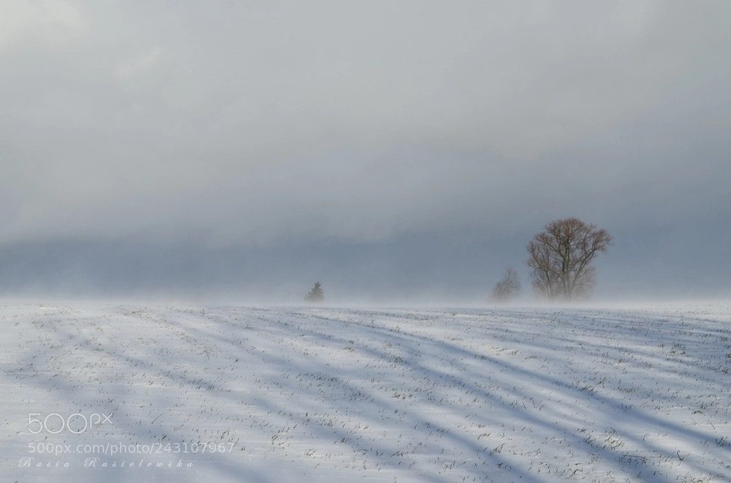 Nikon D5100 sample photo. Snowstorm... photography
