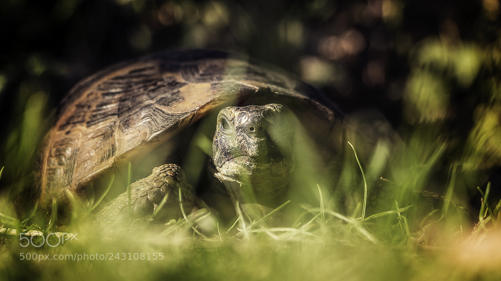 Canon EOS 650D (EOS Rebel T4i / EOS Kiss X6i) sample photo. Turtle photography