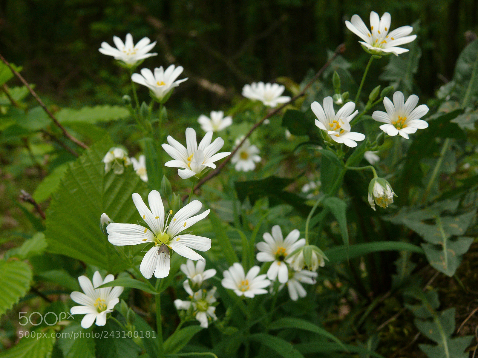 Panasonic DMC-FZ50 sample photo. P photography