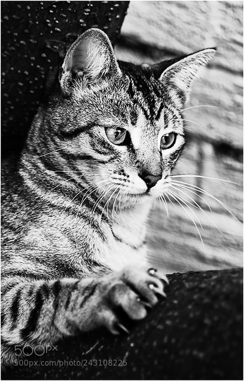 Nikon D200 sample photo. Focused in mono photography