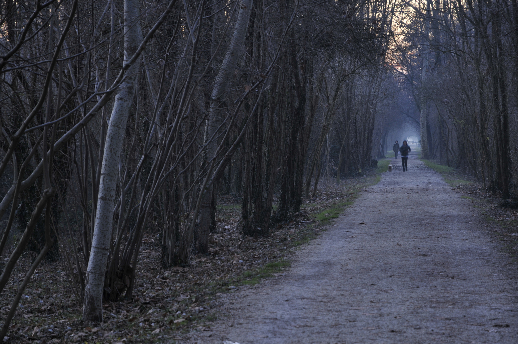 Nikon D300S sample photo. Walking with my dog photography