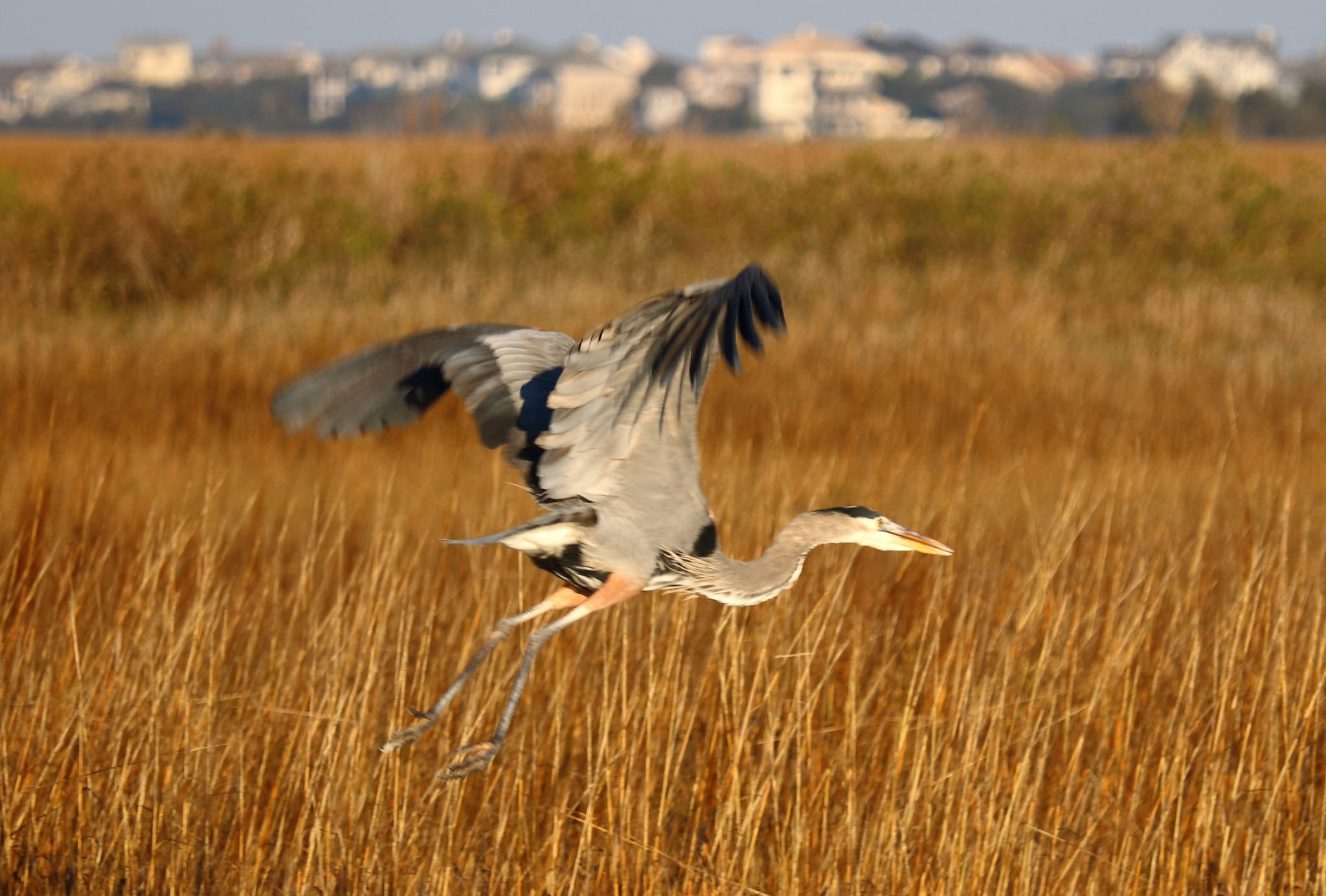 Canon EOS 750D (EOS Rebel T6i / EOS Kiss X8i) + Canon EF-S 55-250mm F4-5.6 IS STM sample photo. Blue heron taking off over marsh photography