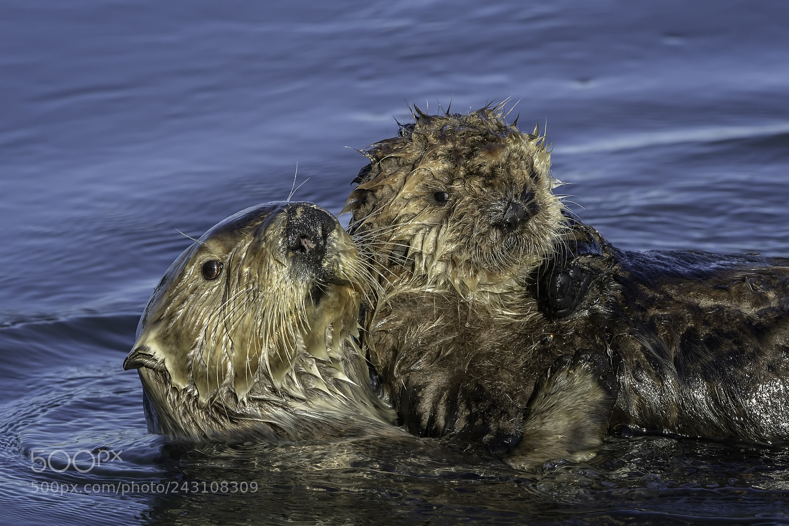 Nikon D500 sample photo. My precious photography