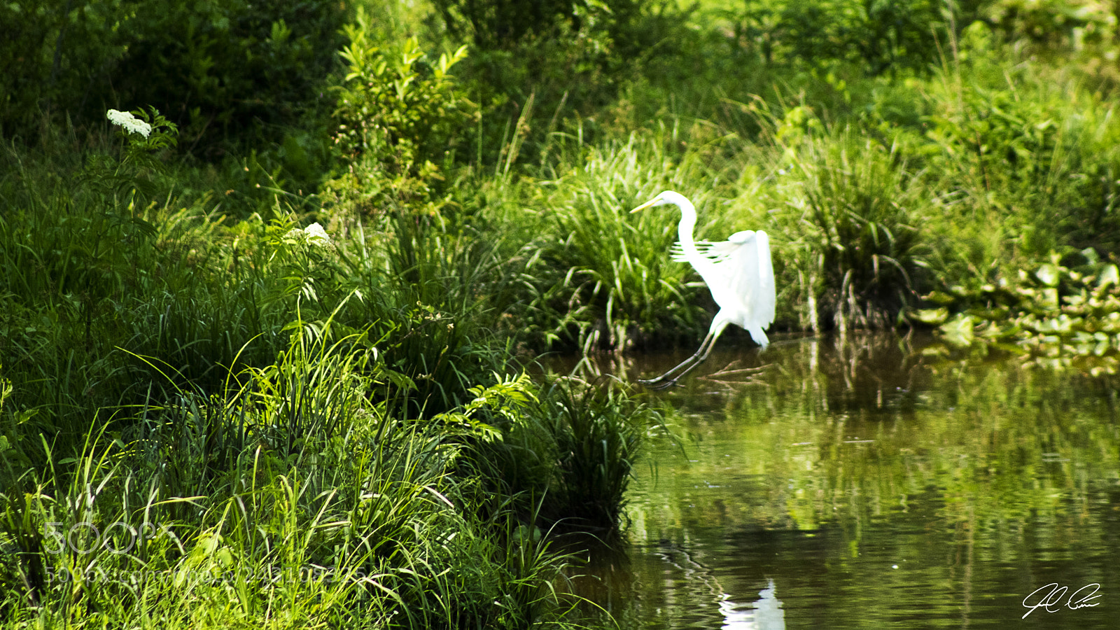 Canon EOS 750D (EOS Rebel T6i / EOS Kiss X8i) sample photo. Crane in mid flight photography
