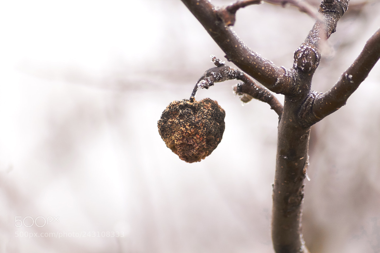 Canon EOS 650D (EOS Rebel T4i / EOS Kiss X6i) sample photo. A frozen hearth photography
