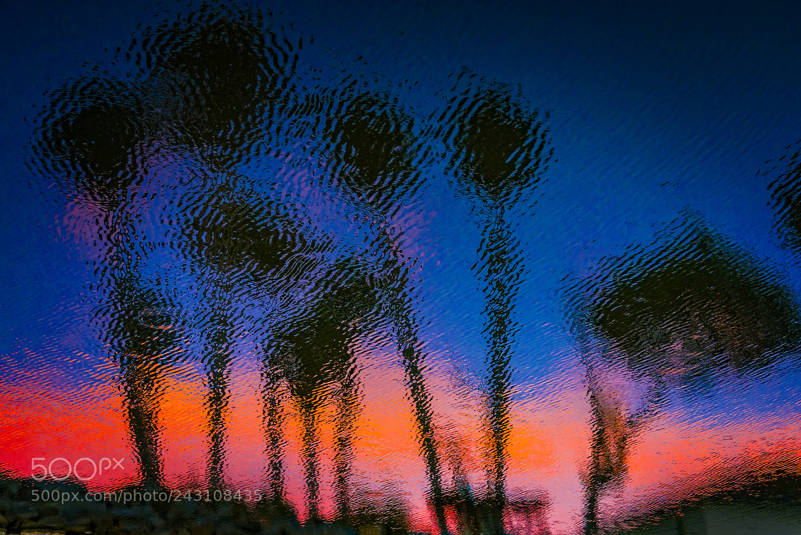 Nikon D600 sample photo. Reflections of palm trees photography