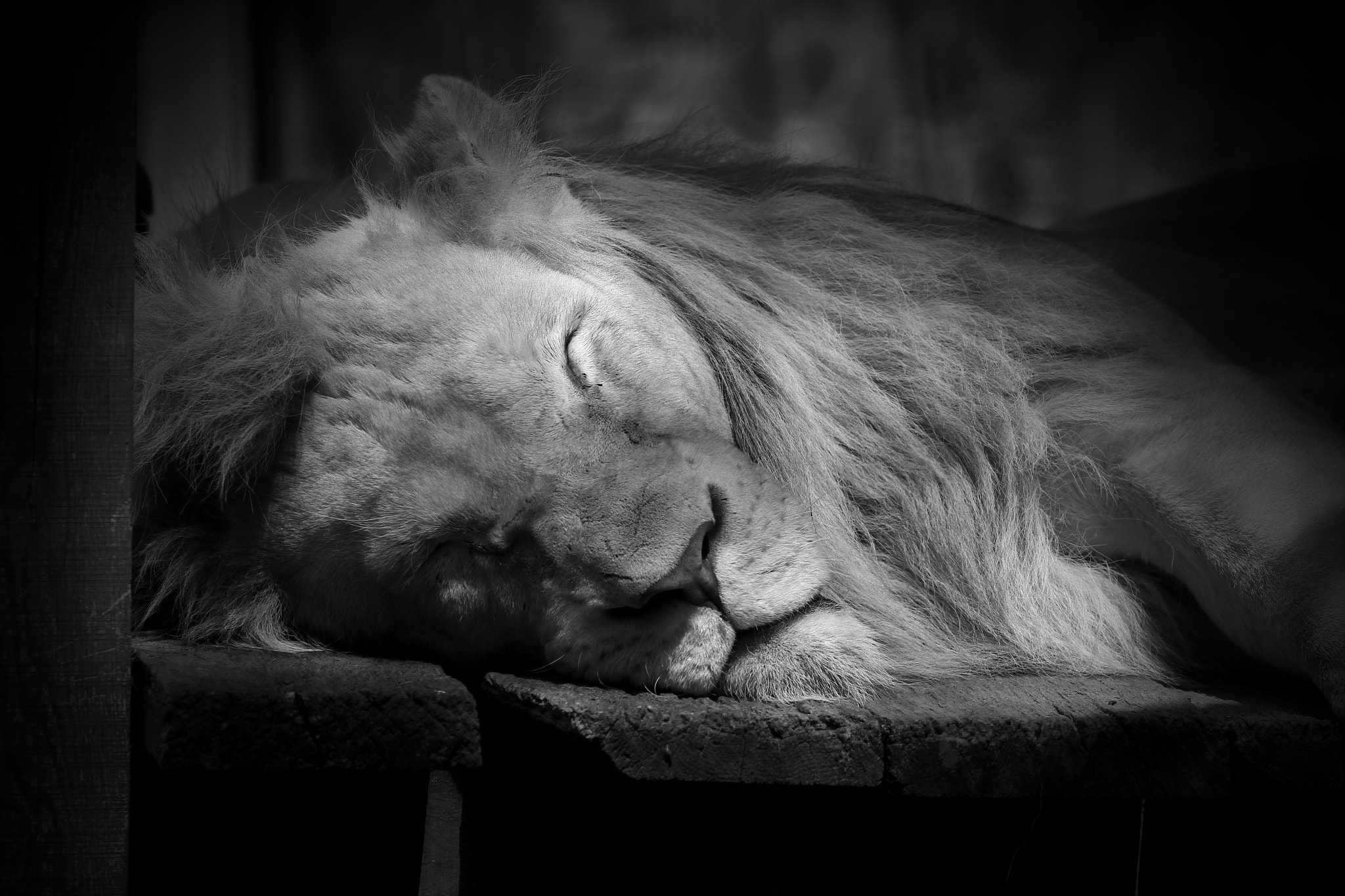 Canon EOS 600D (Rebel EOS T3i / EOS Kiss X5) + Canon EF 70-200mm F4L USM sample photo. Sleepy lion photography