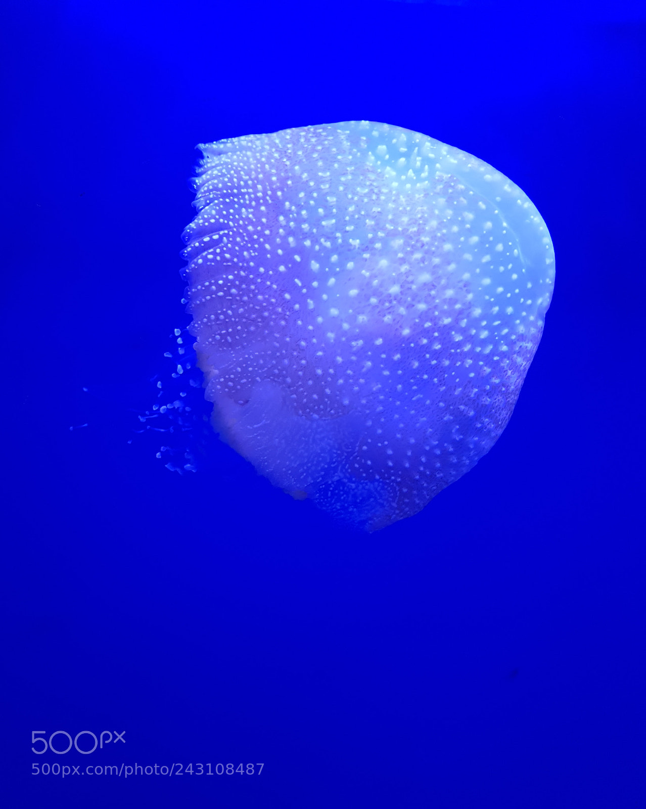 Samsung Galaxy S7 Edge sample photo. Medusa de mar brillante photography