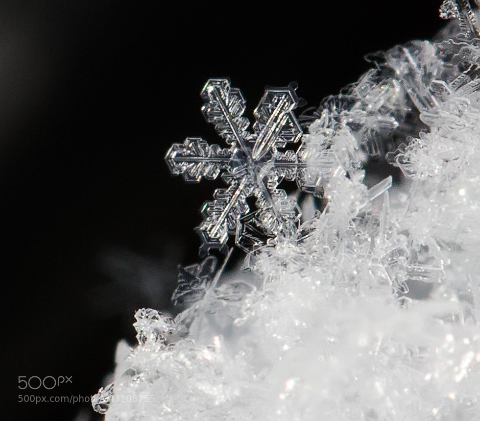 Canon EOS 5DS R sample photo. Snowflakes on the car photography