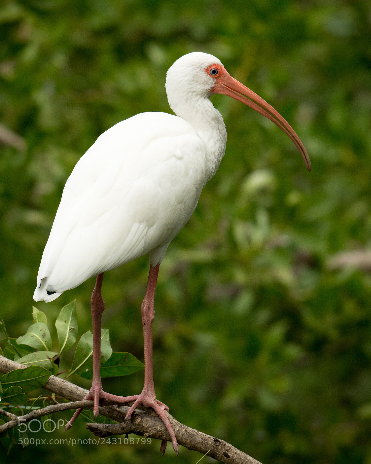 Nikon D7100 sample photo. American white ibis eudocimus photography
