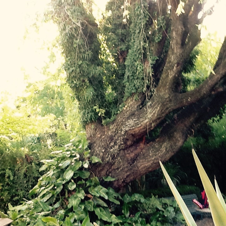 Apple iPad 2 sample photo. Tree photography