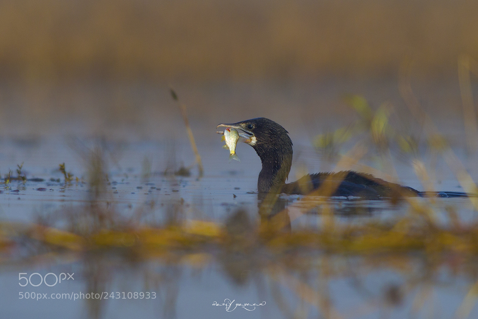 Canon EOS-1D Mark IV sample photo. Little cormorant photography