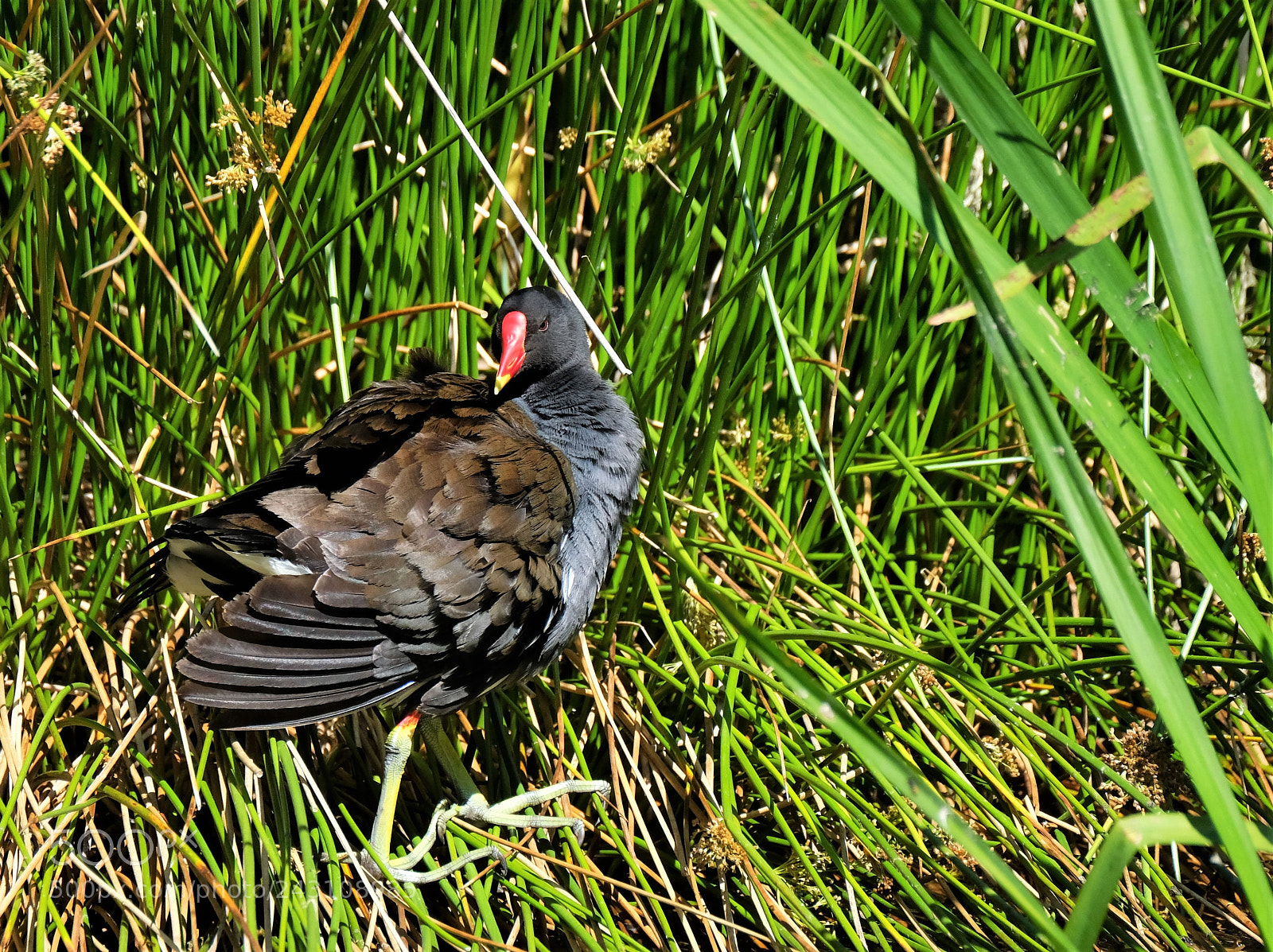 Fujifilm X-T2 sample photo. Moorhen photography