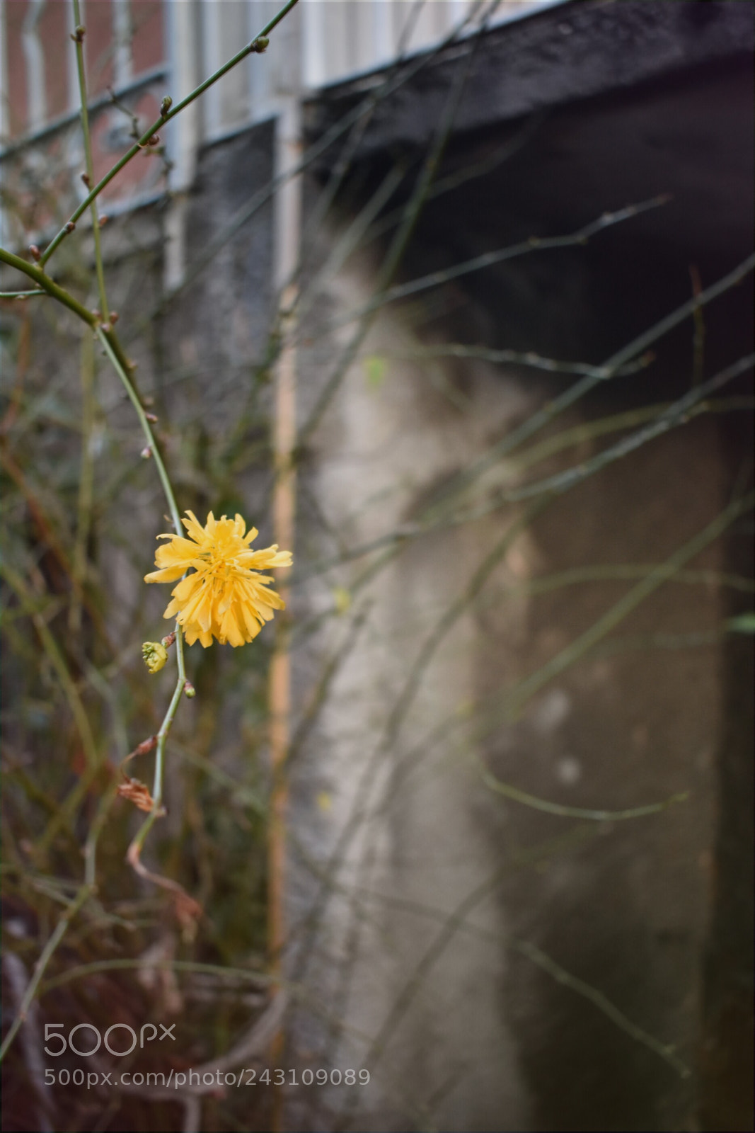 Nikon D3400 sample photo. The flower of como photography
