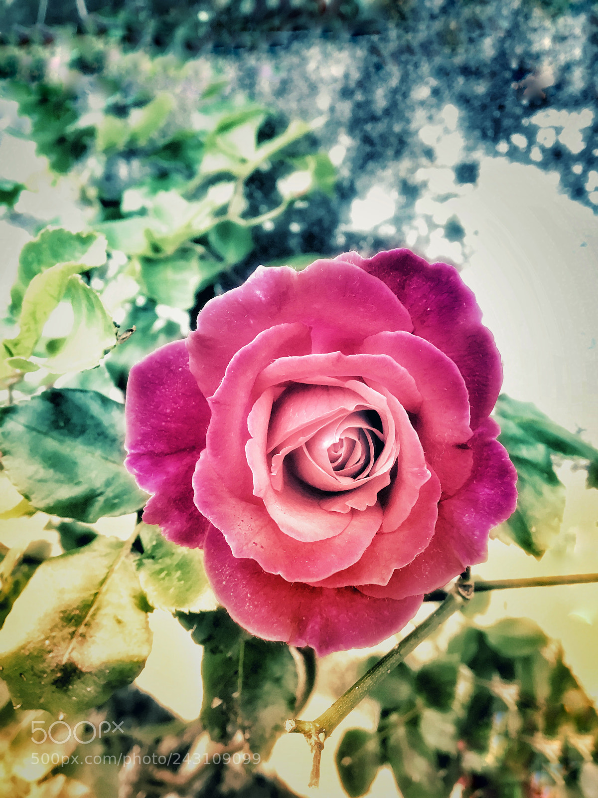 Apple iPhone 6s sample photo. Untitled photography