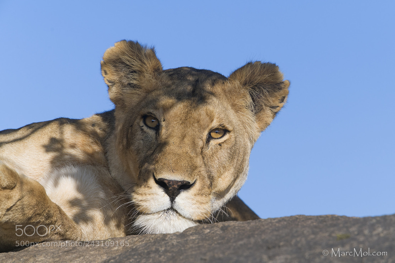 Nikon D850 sample photo. Lioness in dappled light photography