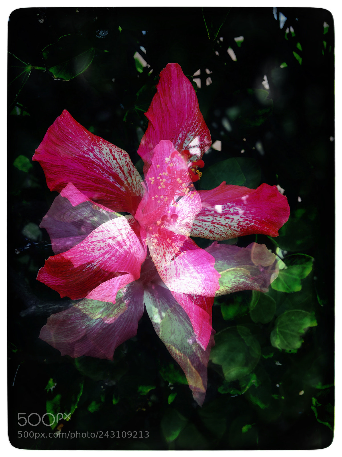 Apple iPhone 6s sample photo. Untitled photography